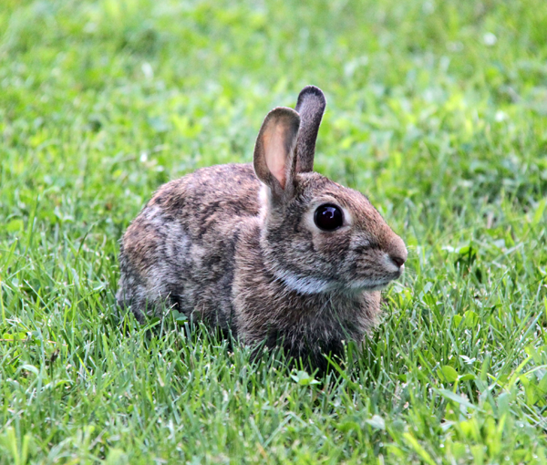 20110917rabbit
